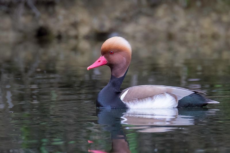 Red-crested Pochard (m)