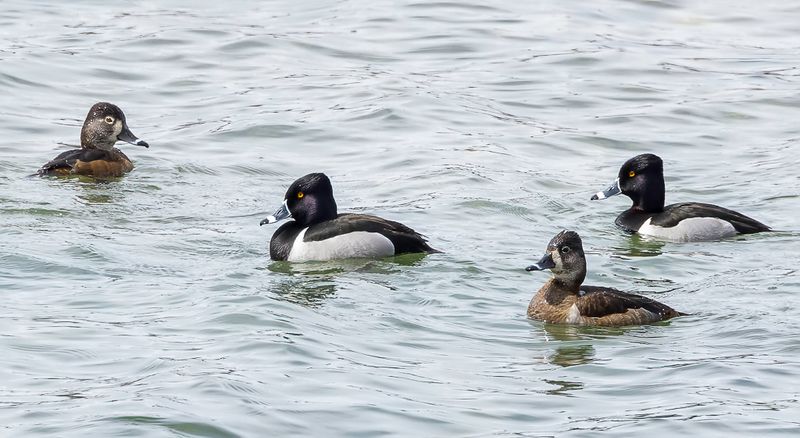 Ring-necked Duck (m+f)