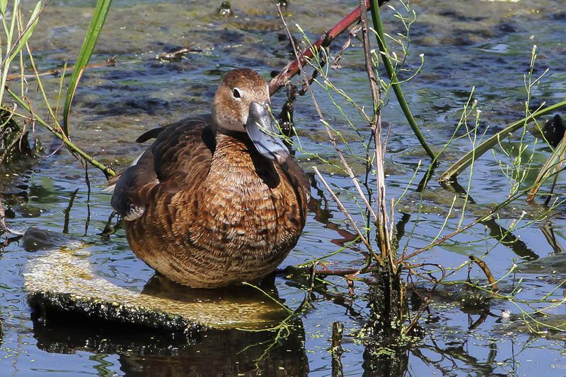 Rosy-billed pochard (f)