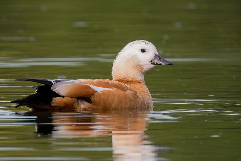Ruddy Shelduck (f)