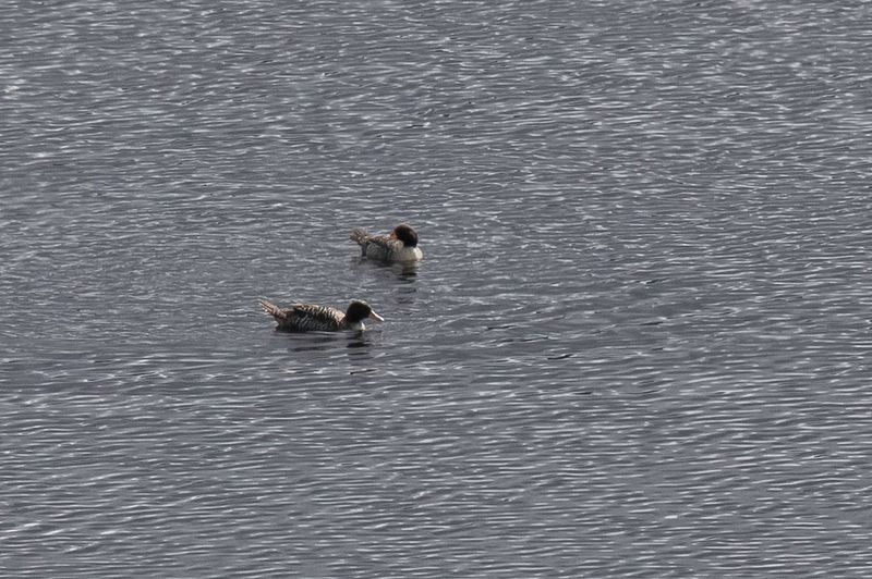 Salvadori's Teal