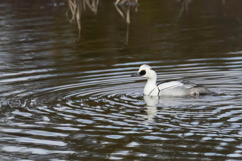 Smew