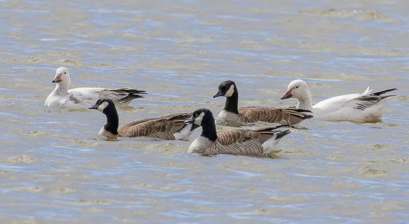 Snow Geese