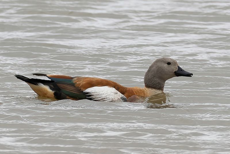 South African Shelduck (m)