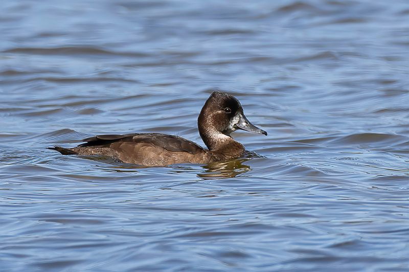 Southern Pochard (f)