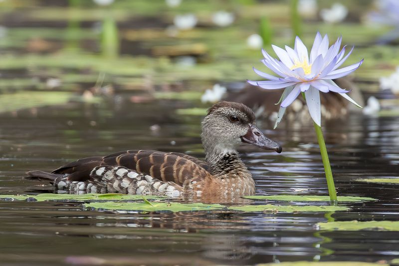 Spotted Whistling Duck