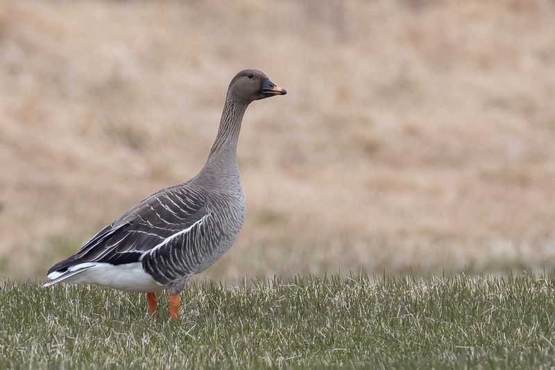 Taiga Bean Goose