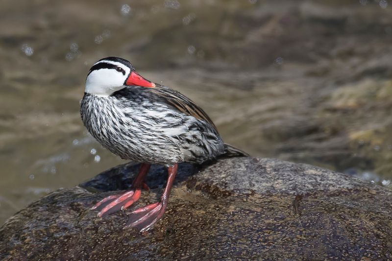Torrent Duck (m)