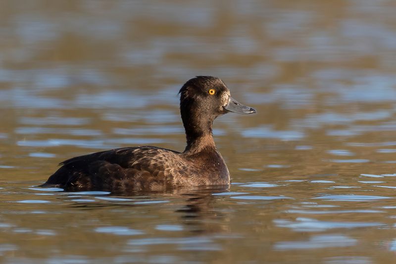 Tufted Duck (f)