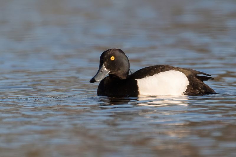 Tufted Duck (m)