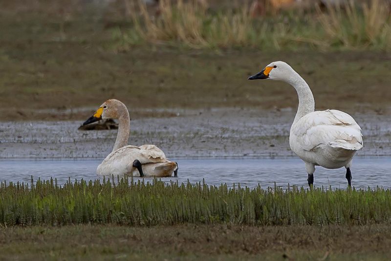 Tundra Swan