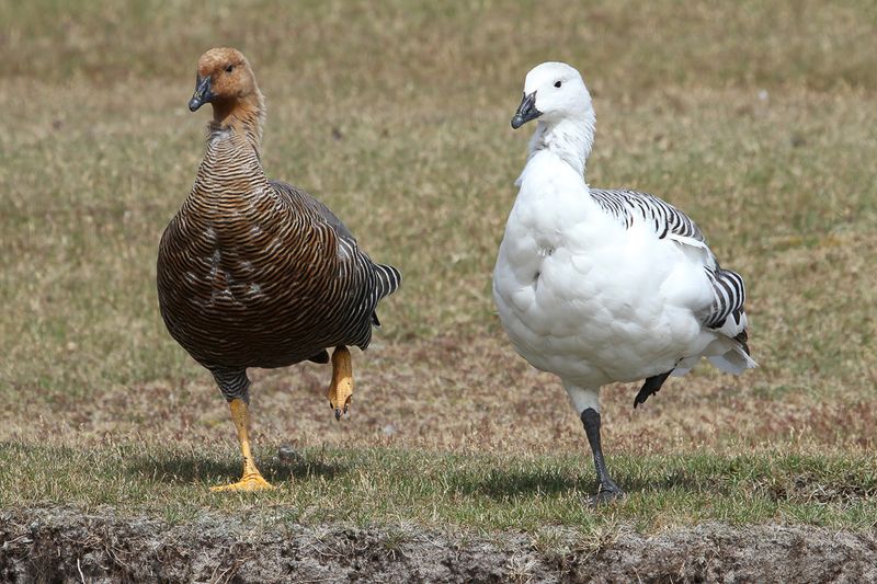 Upland Goose (m+f)