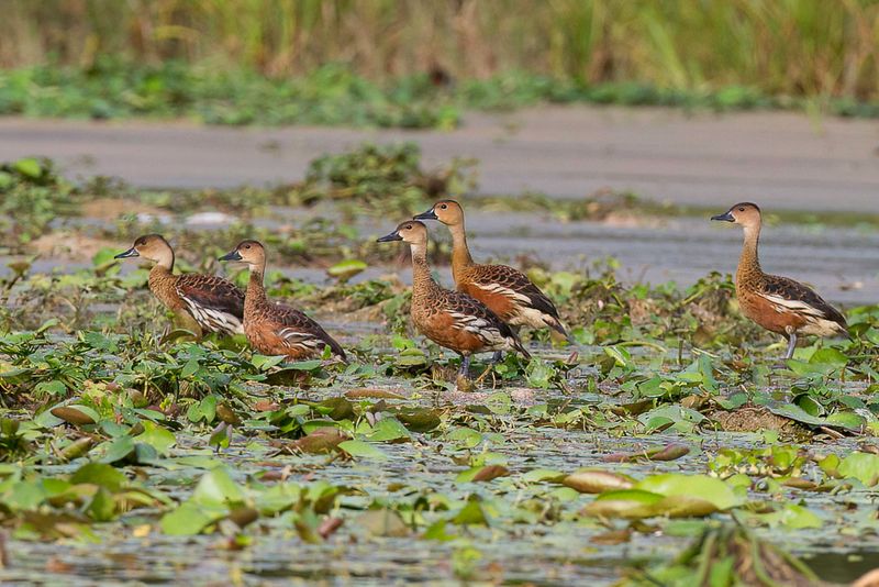Wandering Whistling Duck