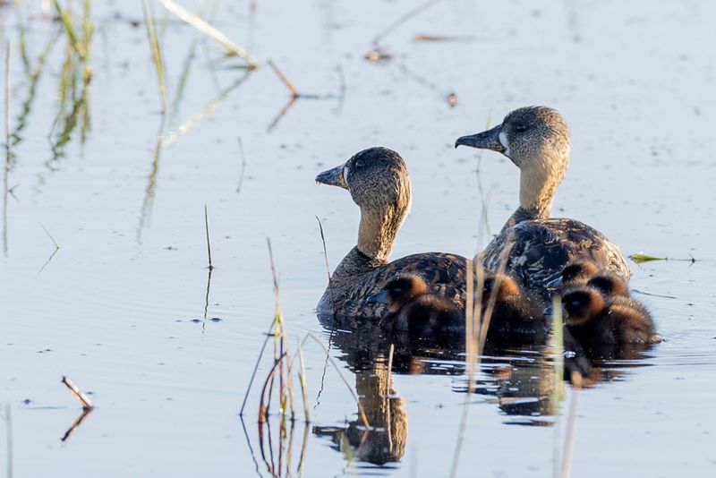 White-backed Duck