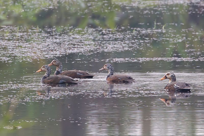 White-winged Duck