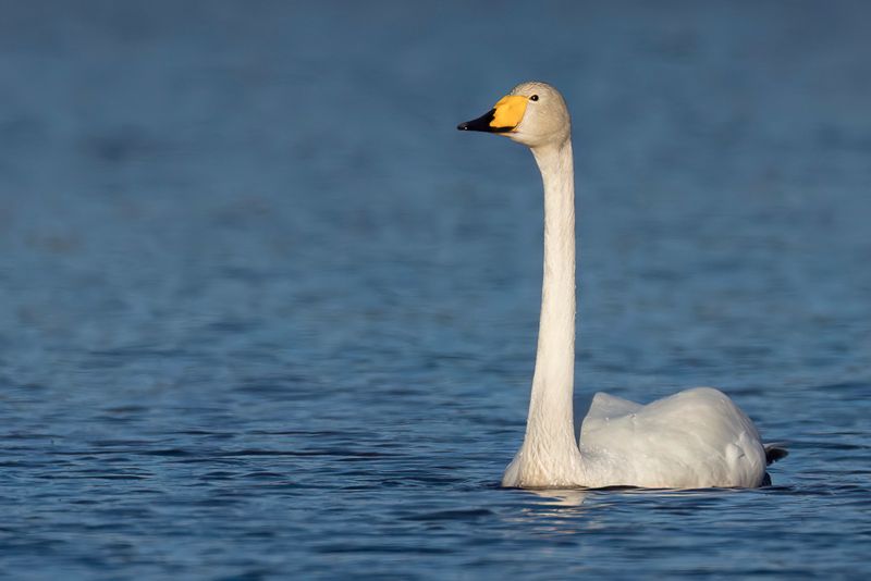 Whooper Swan