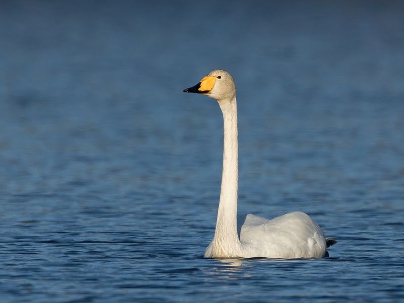 Whooper Swan
