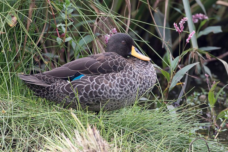 Yellow-billed Duck
