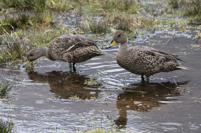 Yellow-billed Pintail