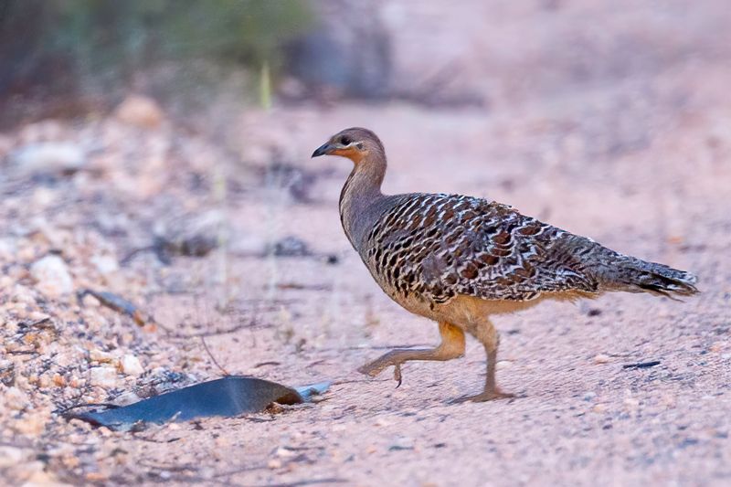 Malleefowl