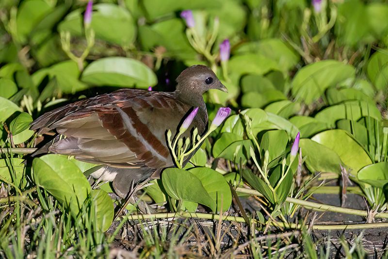 Moluccan Scrubfowl