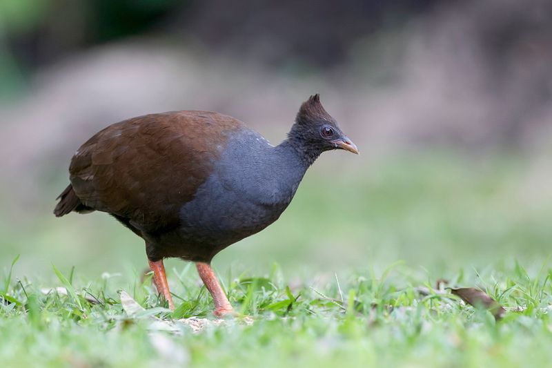 Orange-footed Scrubfowl