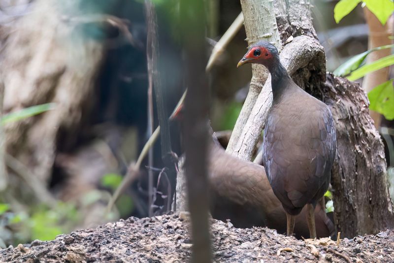 Philippine Megapode