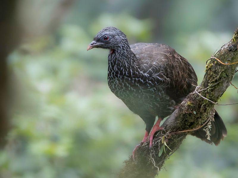 Andean Guan