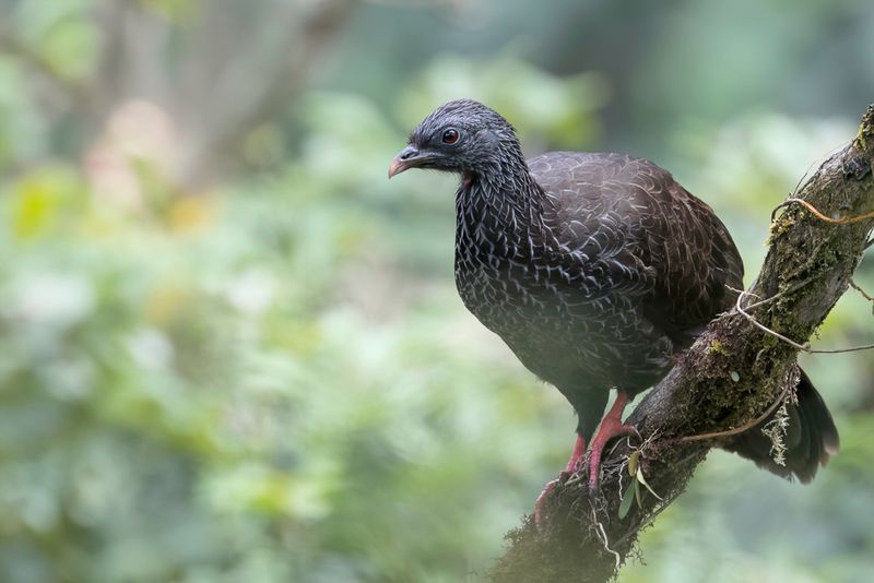 Andean Guan
