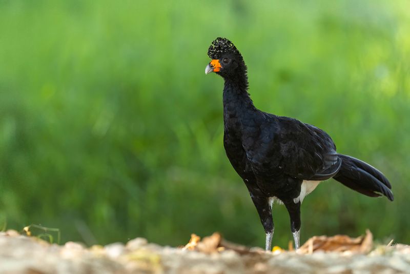 Black Curassow