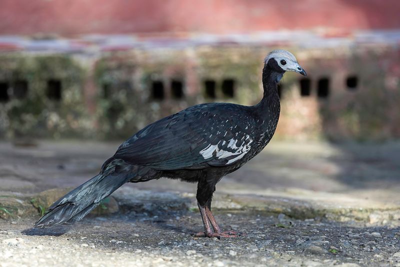 Blue-throated Piping Guan