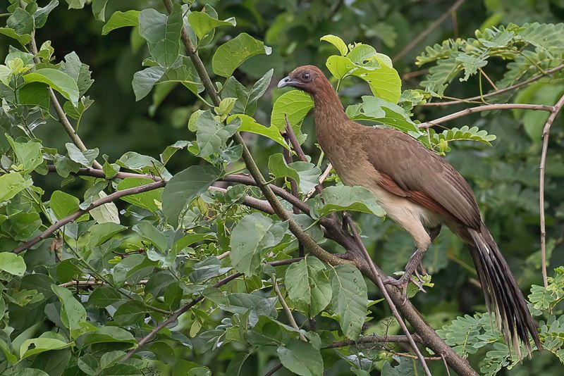 Chestnut-winged Chachalaca