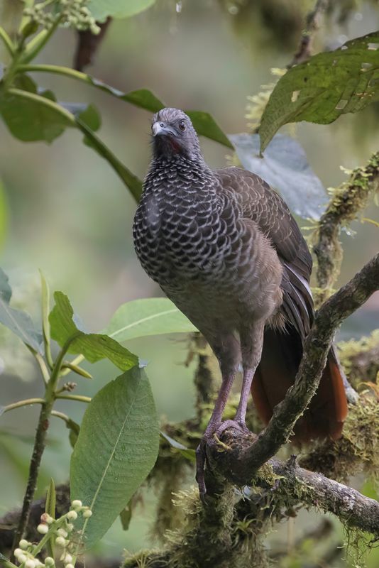 Colombian Chachalaca