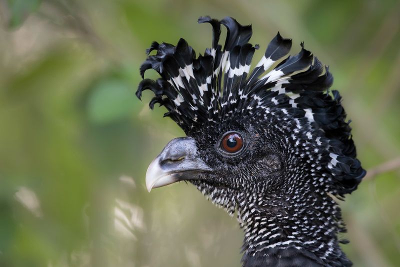 Great Curassow (m)