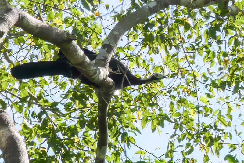 Red-throated Piping Guan