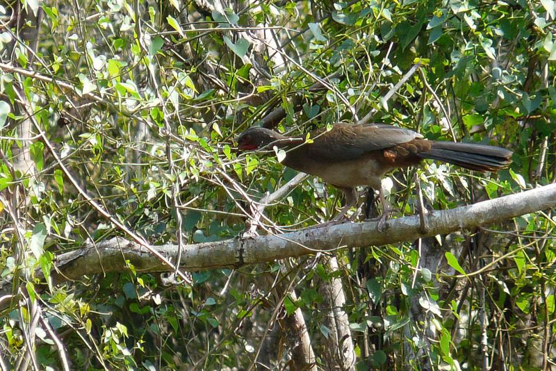 Rusty-margined Guan