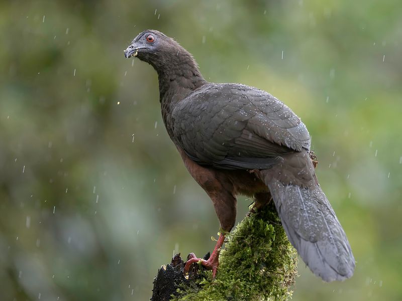 Sickle-winged Guan (f)