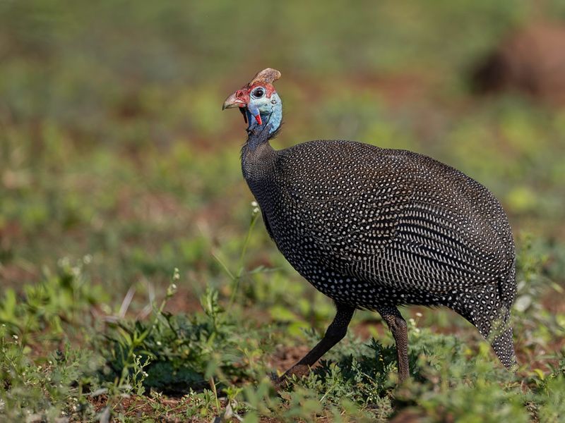 Helmeted Guineafowl