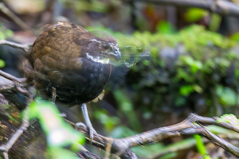 Black-breasted Wood Quail