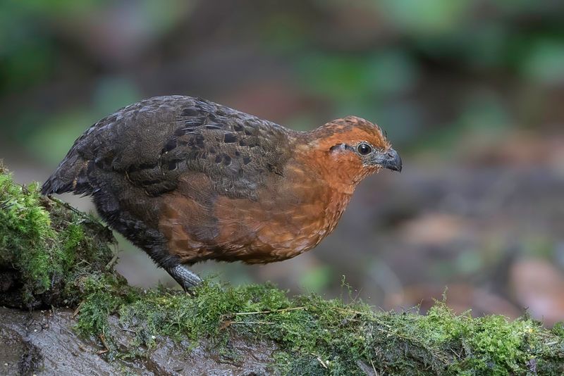 Chestnut Wood Quail (m)
