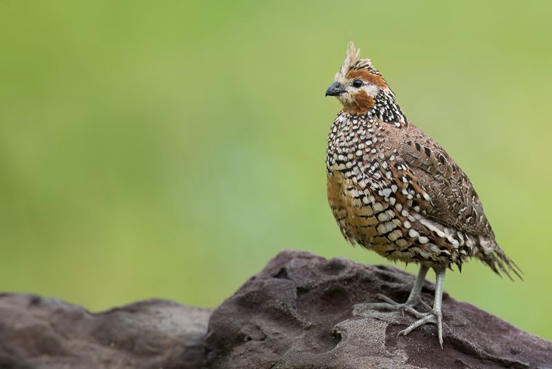 Crested Bobwhite
