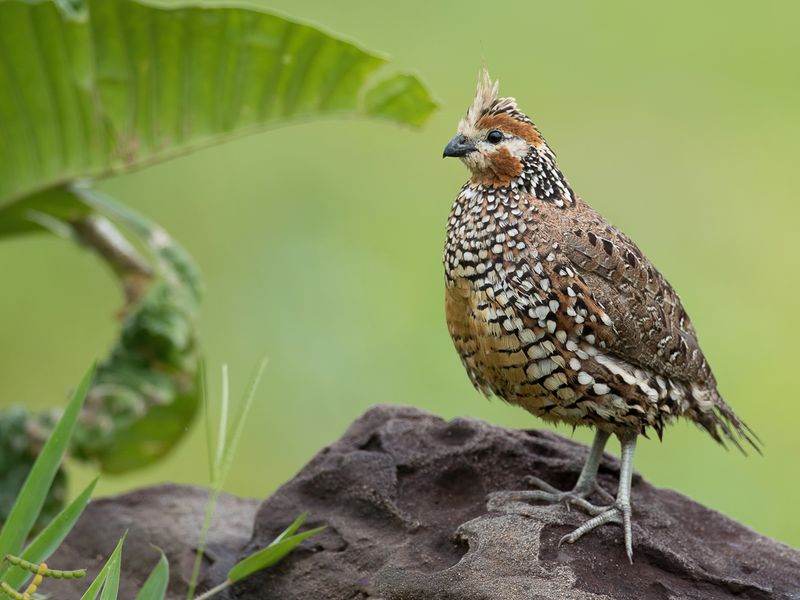 Crested Bobwhite