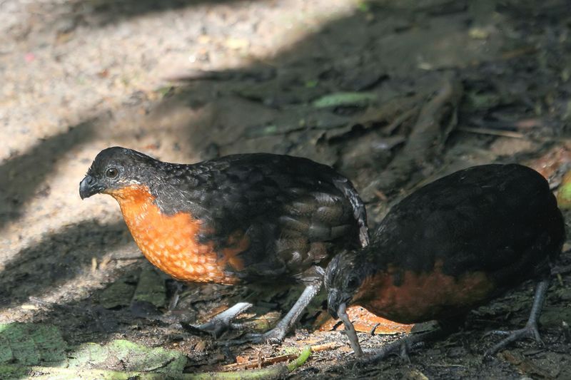 Dark-backed Woodquail
