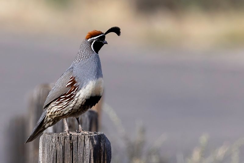 Gambel's Quail
