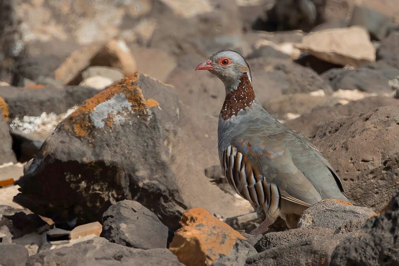 Barbary Partridge
