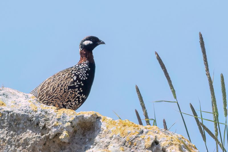 Black Francolin