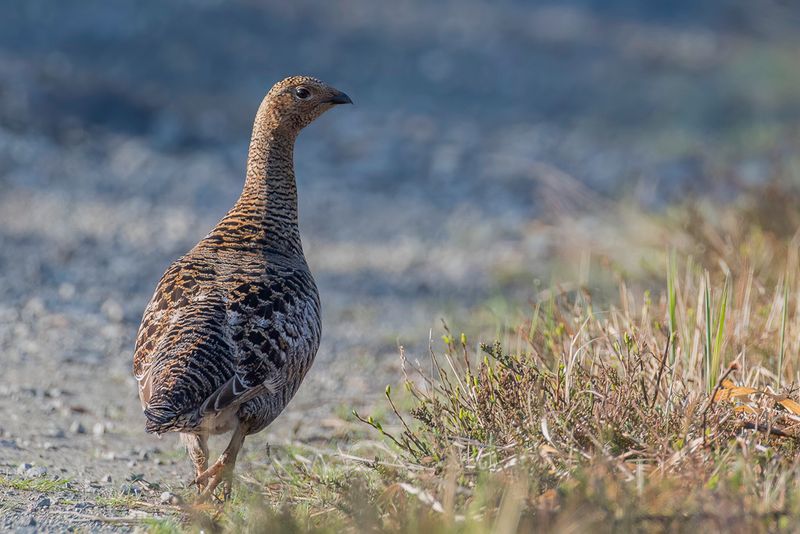 Black Grouse (f)