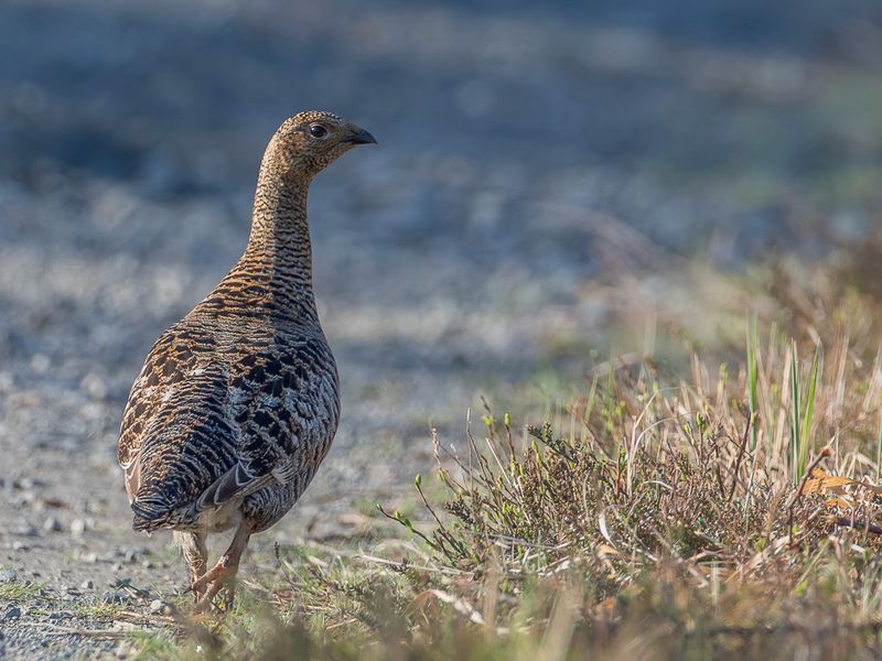 Black Grouse (f)