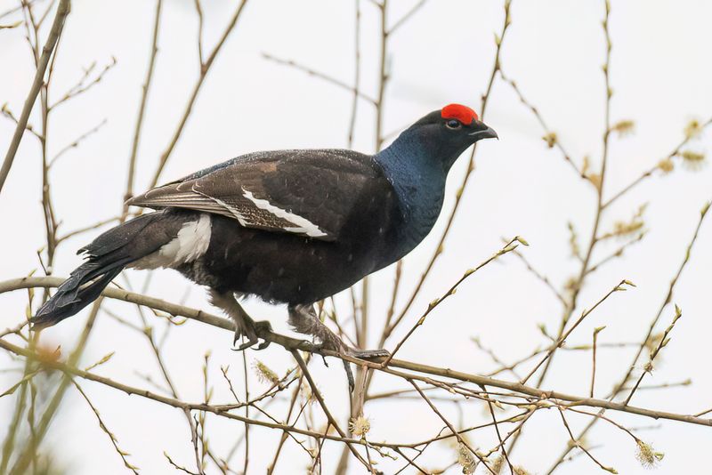 Black Grouse (m)