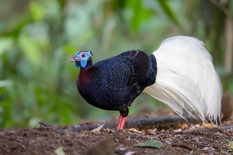 Bulwer's Pheasant (m)